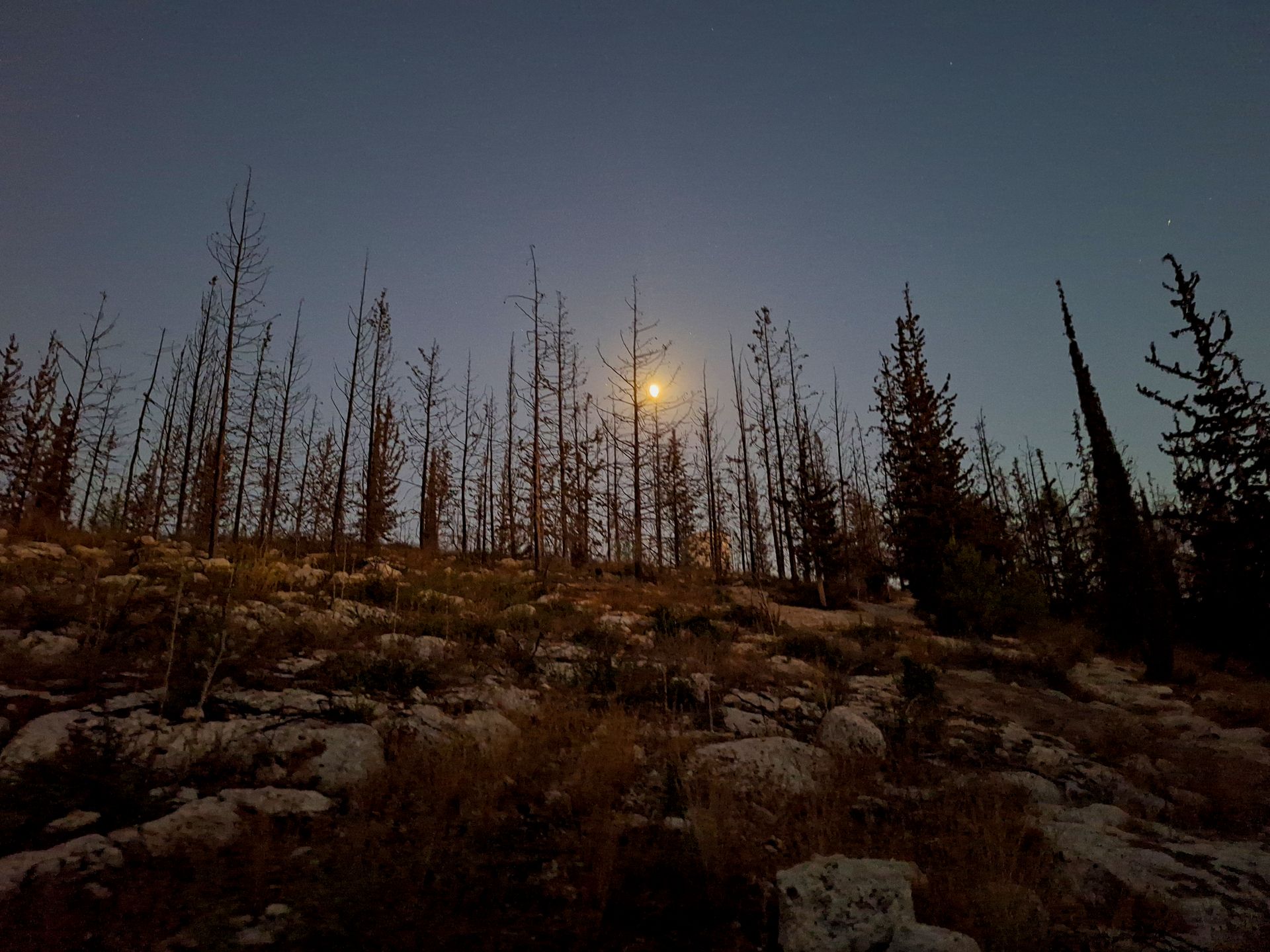 The moon seen through dead trees